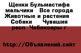 Щенки Бульмастифа мальчики - Все города Животные и растения » Собаки   . Чувашия респ.,Чебоксары г.